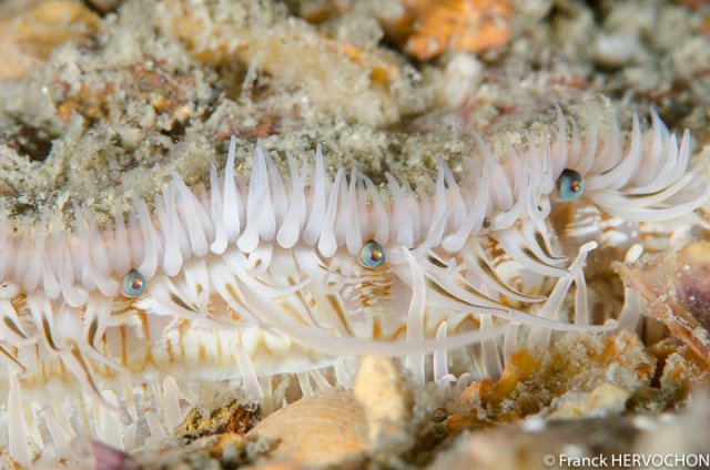 2015-06-20_saint cast-le laplace_016